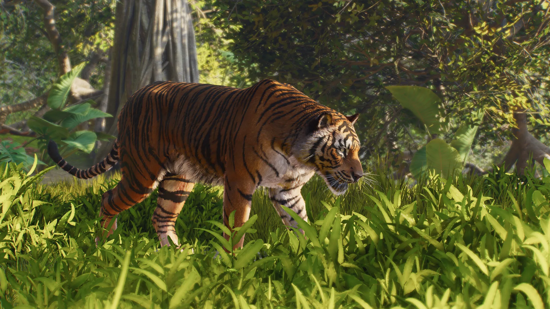 Un tigre marche au milieu d’une végétation dense et verdoyante dans Planet Zoo 2.