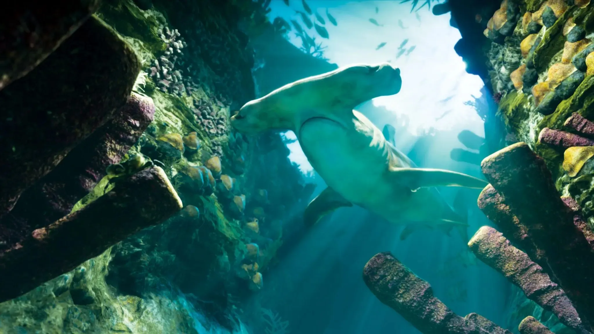 Un requin-marteau sous l’eau. Image : Rockstar Games